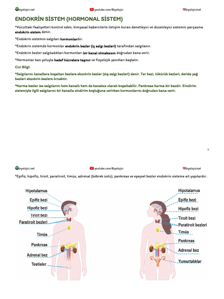 Endokrin Sistem | PDF