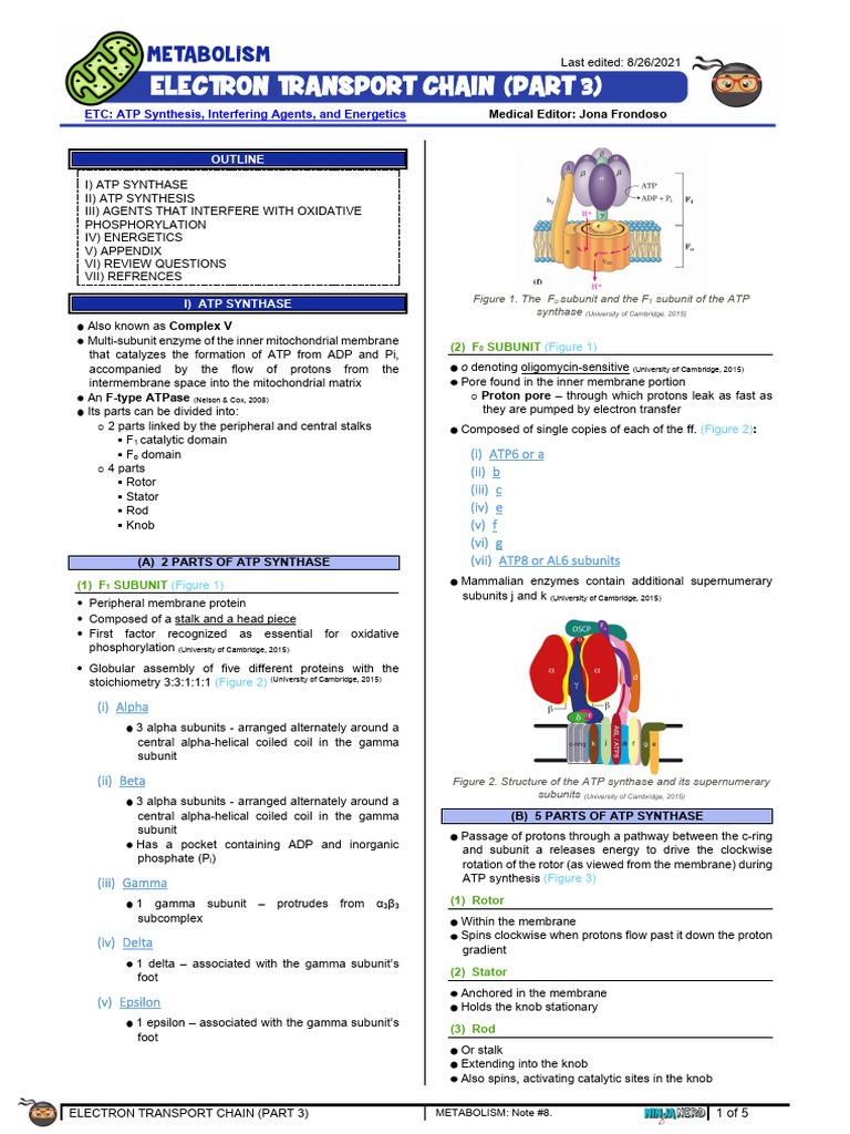 Electron Transport Chain DETAILED Part 3 Atf | PDF | Electron Transport ...
