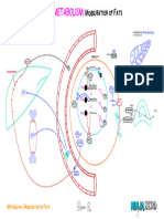 Mobilization of Triglycerides Illustration Atf