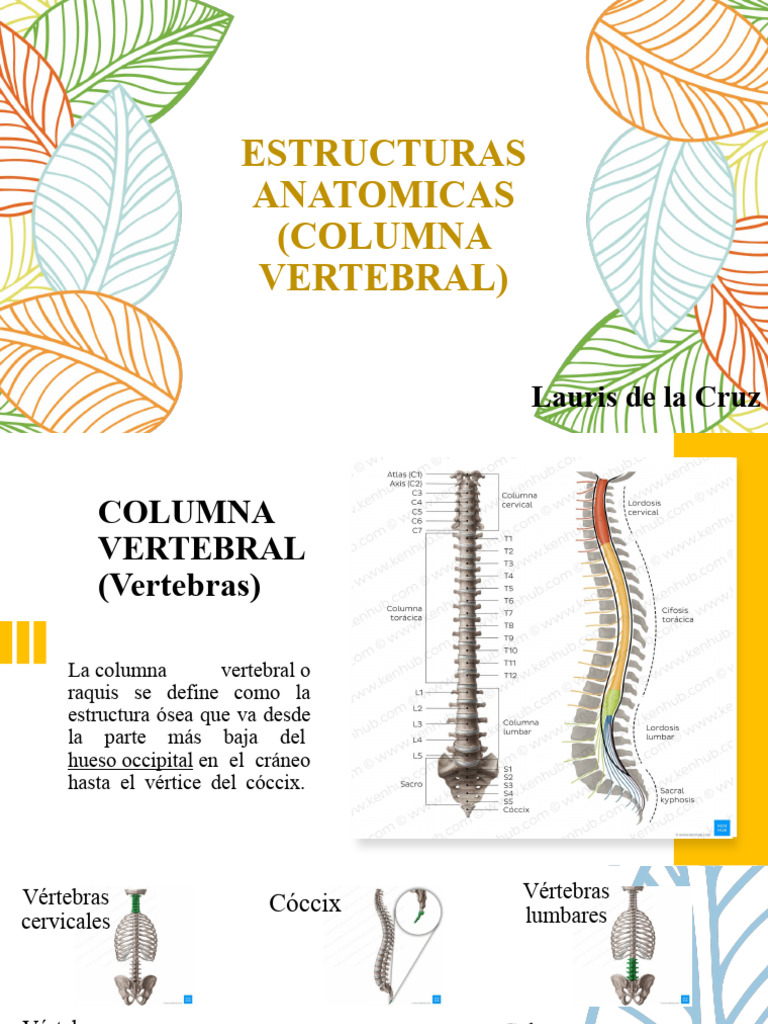 2.extructura Anatomica (Columna Vertebral) | PDF | La columna vertebral ...