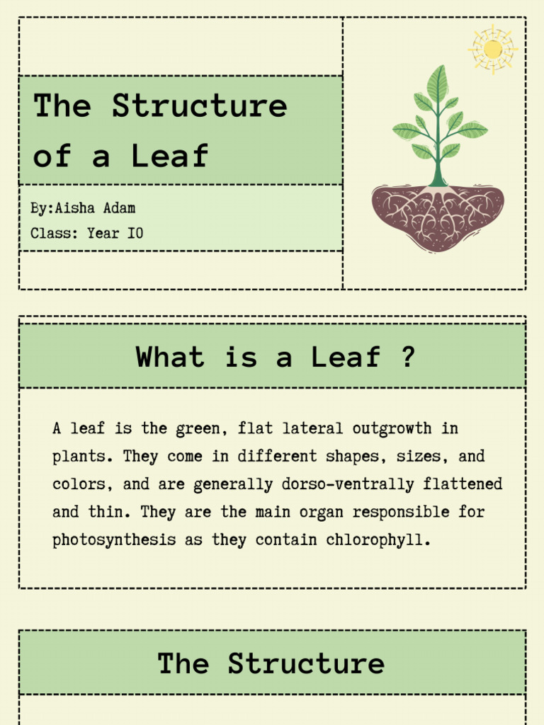 The Structure of A Leaf | PDF