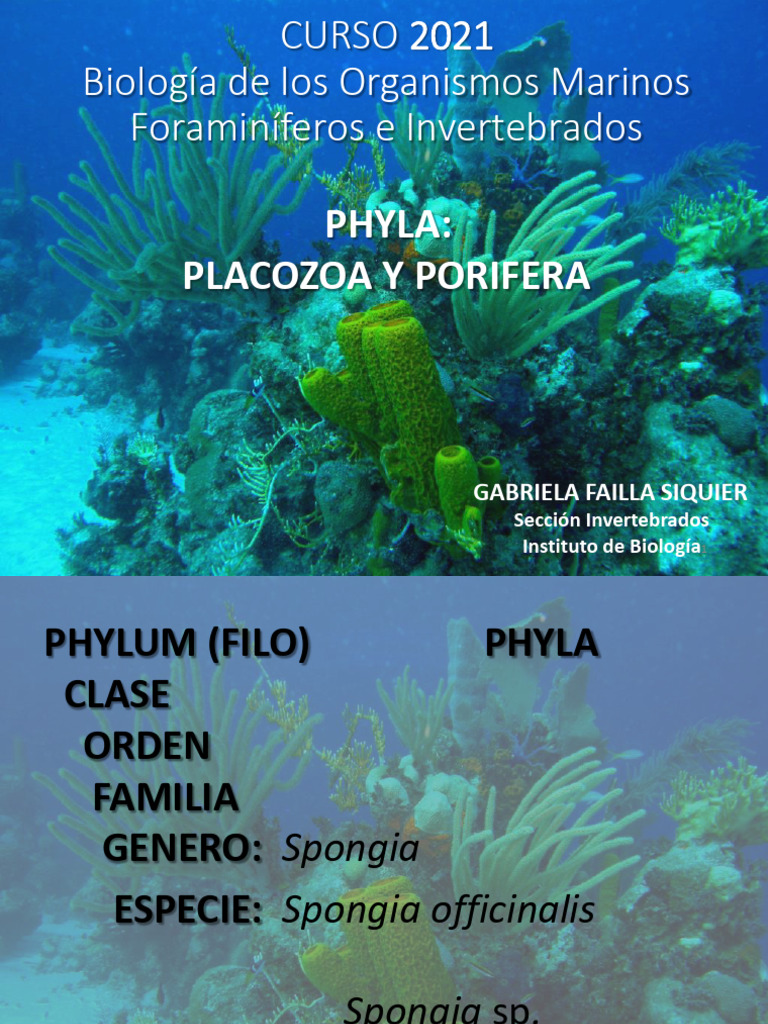 Biología de Placozoa y Porifera Marinos | PDF | Esponja | Eucariotas