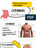 Anatomía Del Estómago