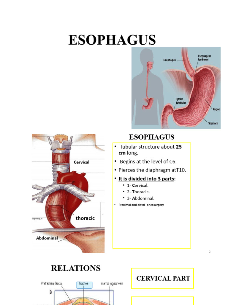 Esophagus visual data 7