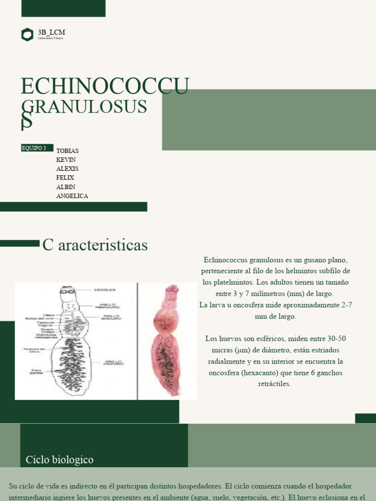 Echinococcus | PDF | Escherichia coli | Especialidades Medicas