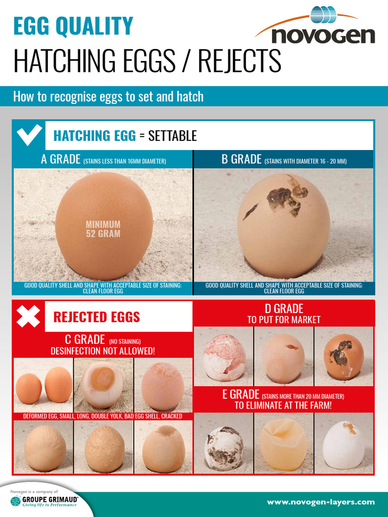 Guaranteed Hatching 6 Expert Turkey Egg Guidelines - lkzhl57