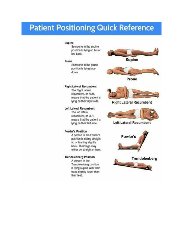 Anatomical Position Biology Diagrams