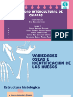 Equipo 2 Variedades Oseas e Identificación de Los Huesos, Anatomía