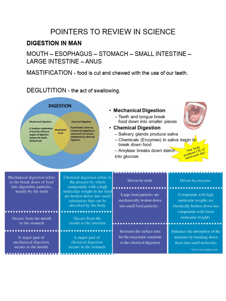 Digestive System Overview and Disorders | PDF | Digestion | Human ...