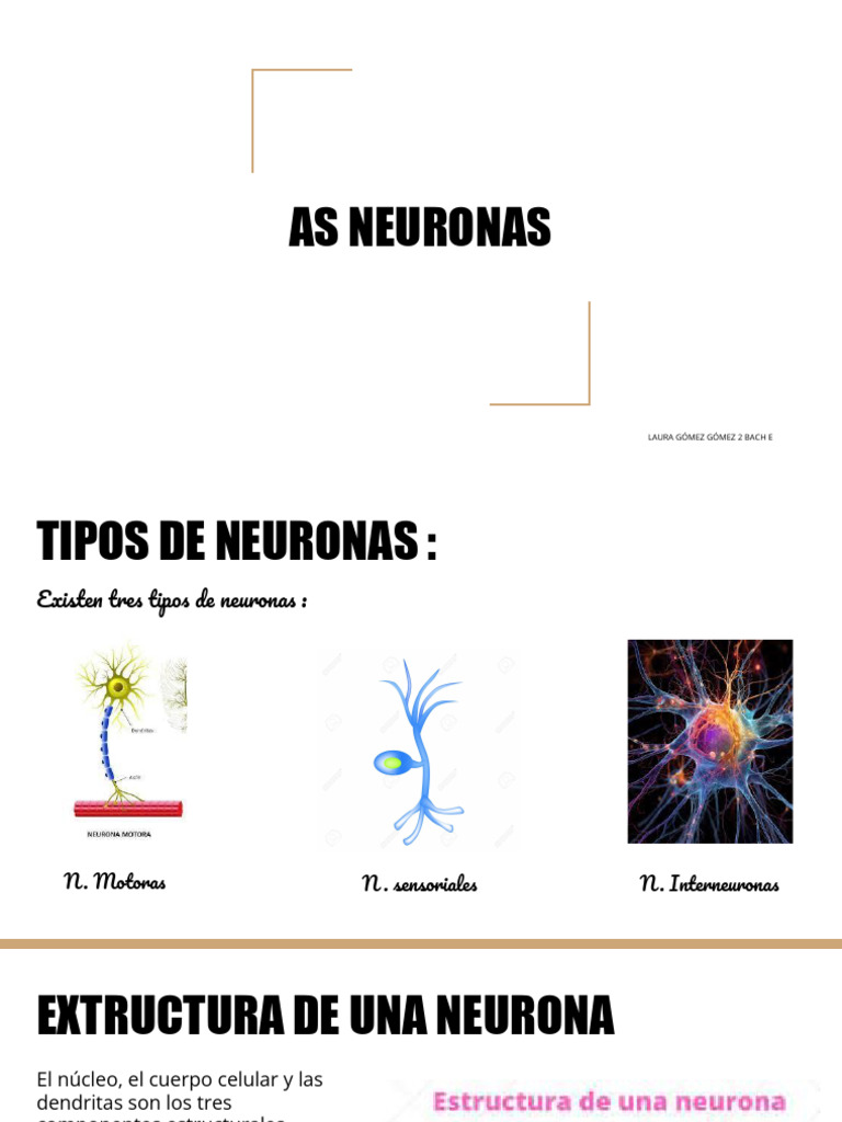 Tipos y Funciones de Neuronas | PDF | Serotonina | Sinapsis