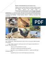 Classification of Poultry Breeds of Chickenlayer - Broiler Terminologies PDF