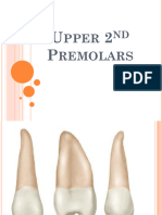 8 Upper 2nd Premolar