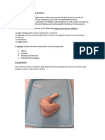 Informe Anatomía