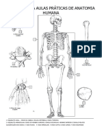 Roteiro para Aulas Práticas de Anatomia Humana