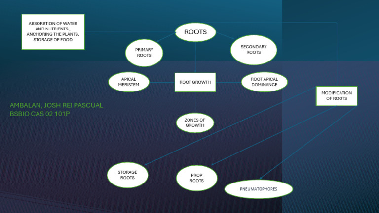 Functions and Types of Root Systems | PDF