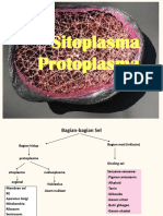 Sito Protoplasma