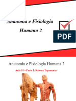 Anatomia 2