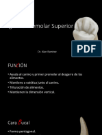 Segundo Premolar Superior