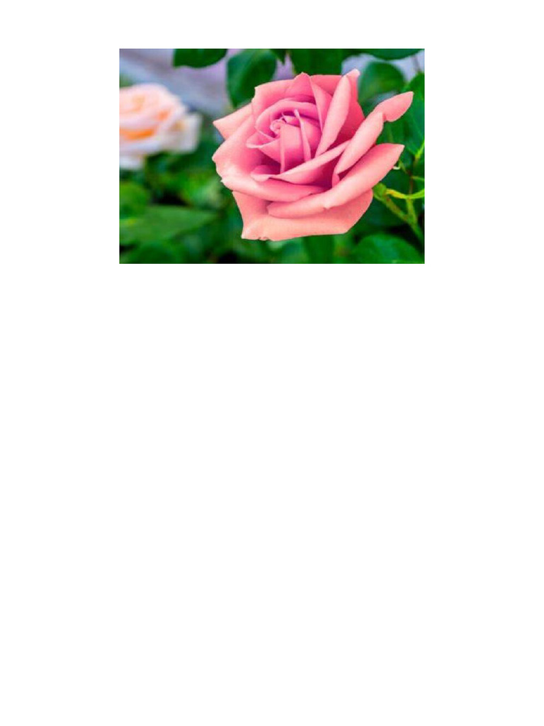 Rosa | PDF