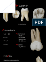 Segundo Molar Superior