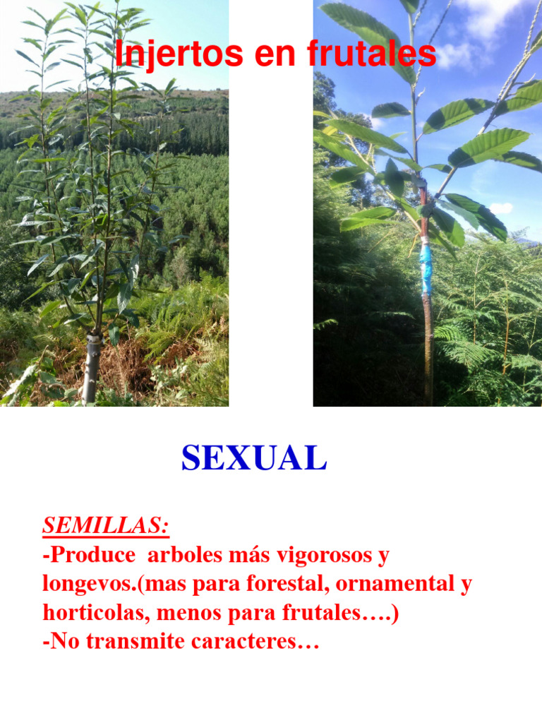 Tipos de Injertos en Frutales | PDF | Injerto | Organismos