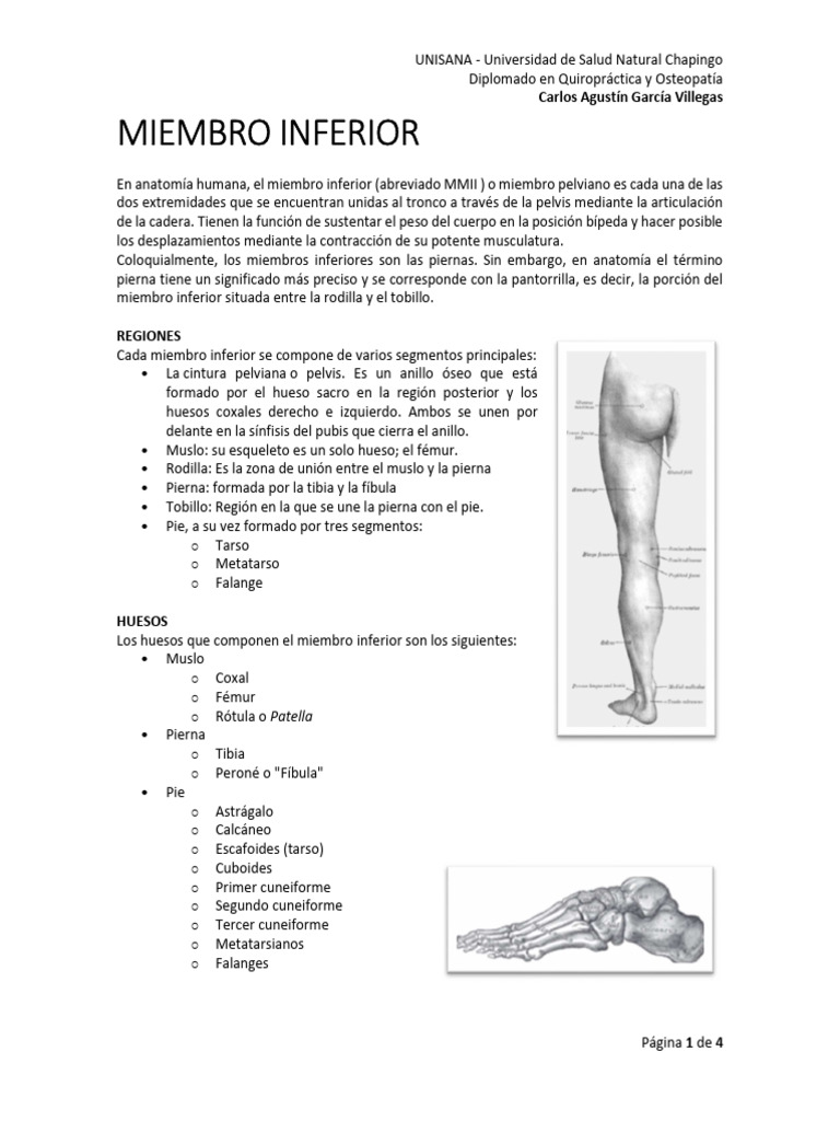 Anatomía del Miembro Inferior | PDF | Tejido suave | Anatomía humana