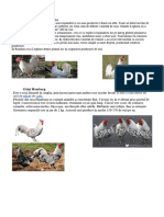 Găini Leghorn: Păsări Curte