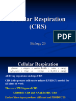 Cellular+Respiration+ +reactions