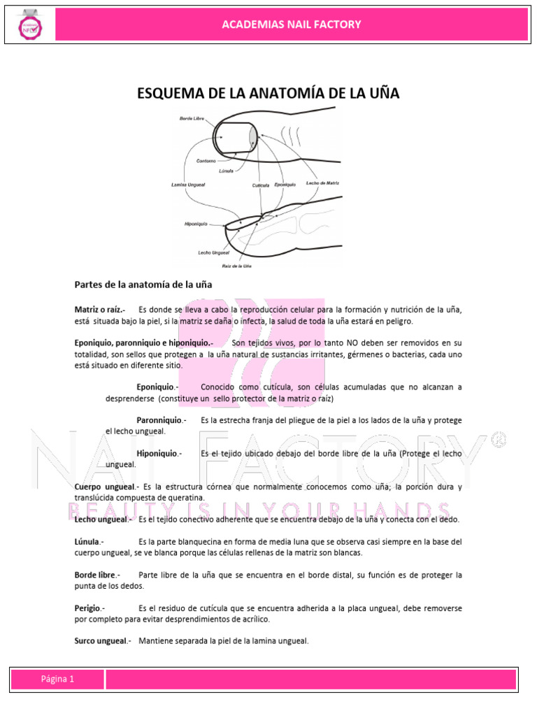Esquema de La Anatomía de La Uña | PDF | Clavo (anatomía) | Piel