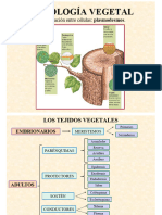 1.2C - Los Tejidos Vegetales Modo de Compatibilidad