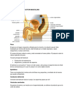 Aparato Resproductor Masculino Anatomía Del Pene: Función Principal Del Testículo