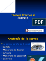 01tp3. Cornea