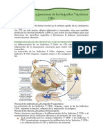 Diferenciación y Funciones de Los Linfocitos T Efectores CD8+