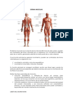 U-Iv Sistema Muscular