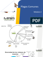 Módulo II Plagas Comunes Maia Consultores