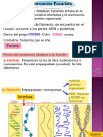 3) Resum - Cromosoma Eucariotico Clase Virtual