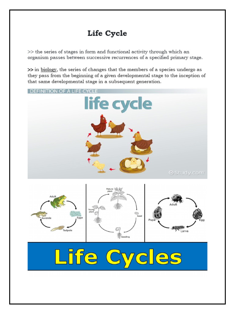 Understanding Biological Life Cycles | PDF | Science & Mathematics