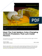 Meet The Crab Spiders - Color-Changing Ambush Predators That Lurk Inside Flowers