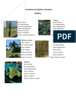 Taxonomía de Plantas y Animales