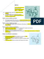 Puntos y Planos Cefalometricos (Word)