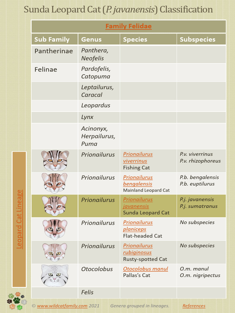 Felidae Classification and Lineage Overview | PDF | Felidae | Felines