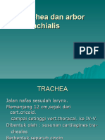 Trachea & Bronchus