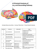 3.5 - Brain, Sensory, Descending Pathway