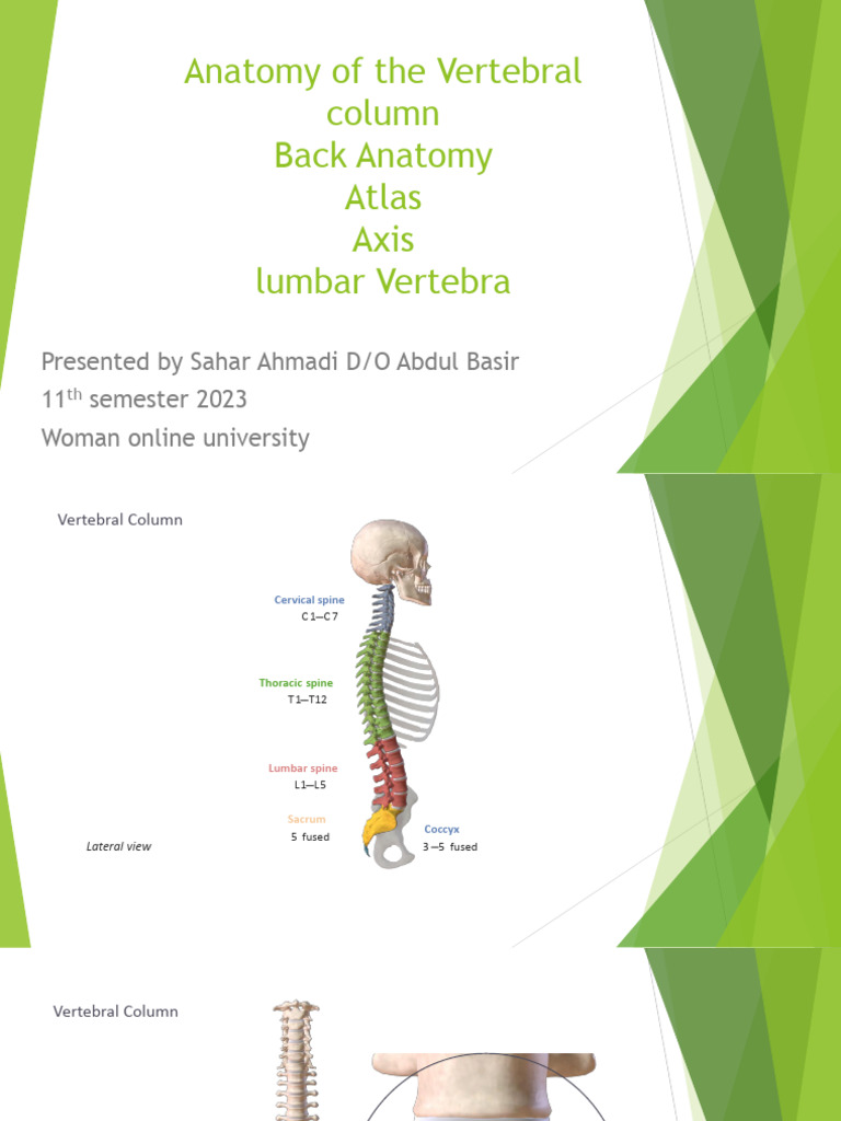 Anatomy of The Vertebral Column Biology Diagrams