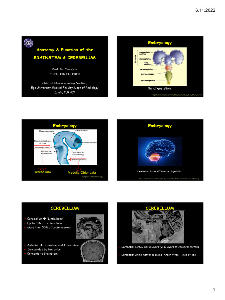 Cerebellum and Brainstem Anatomy Overview | PDF | Science & Mathematics