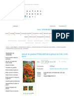 Arbusti de Gradina PYRACANTHA La Ghiveci de 5 Litri, H 60-80cm