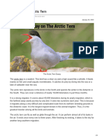 Essay On The Arctic Tern