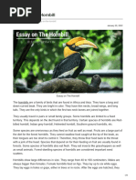 Essay On The Hornbill