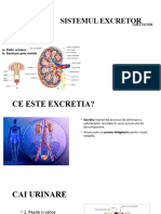 Proiect Sistem Excretor