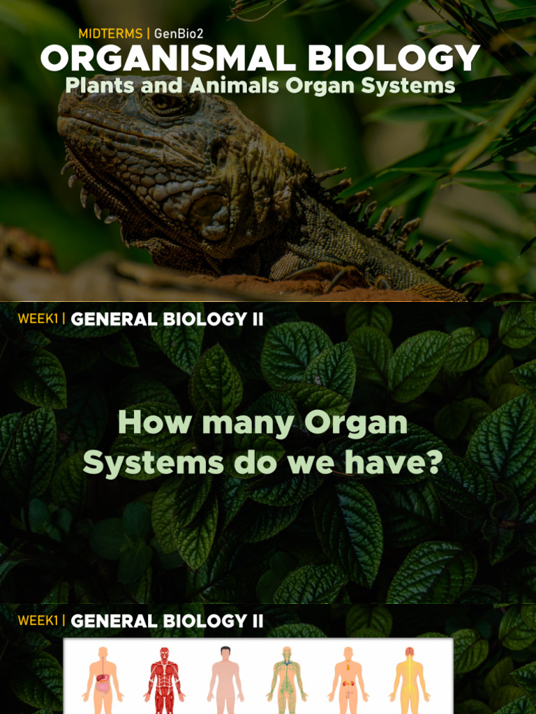 (GenBio2) Week 2 - Organ Systems | PDF | Digestion | Innate Immune System